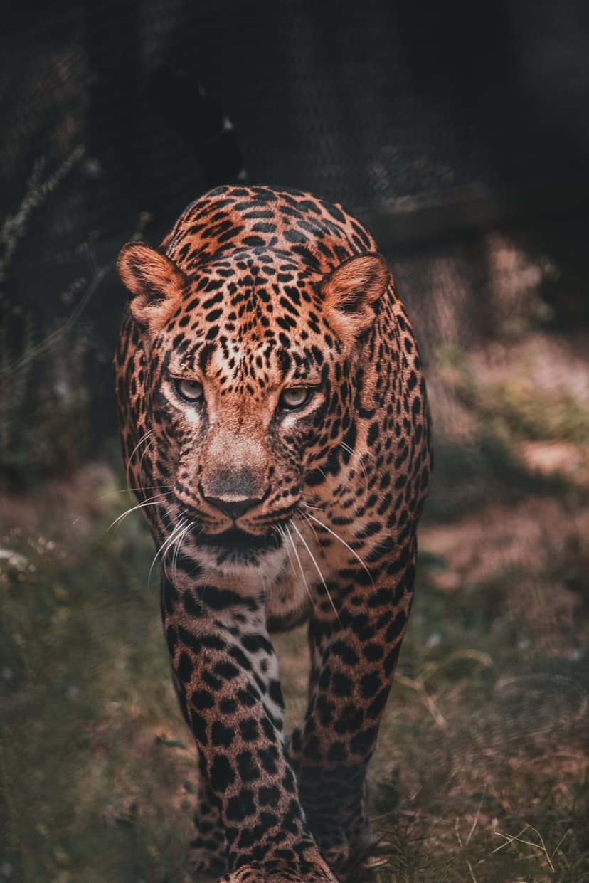 Leopard stalking forward with amber eyes and spotted fur against a blurred dark green jungle background.