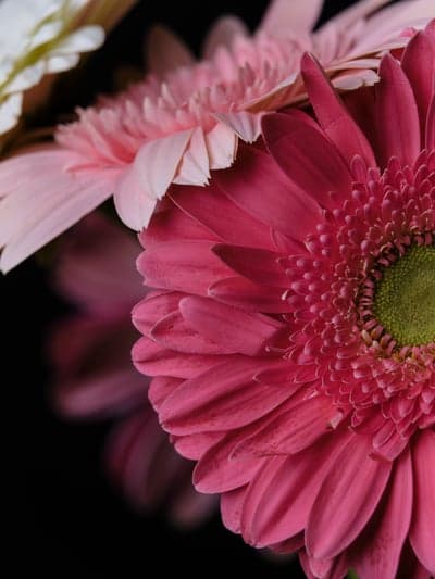 Vibrant Pink Gerbera Daisy Macro Mobile Phone Wallpaper