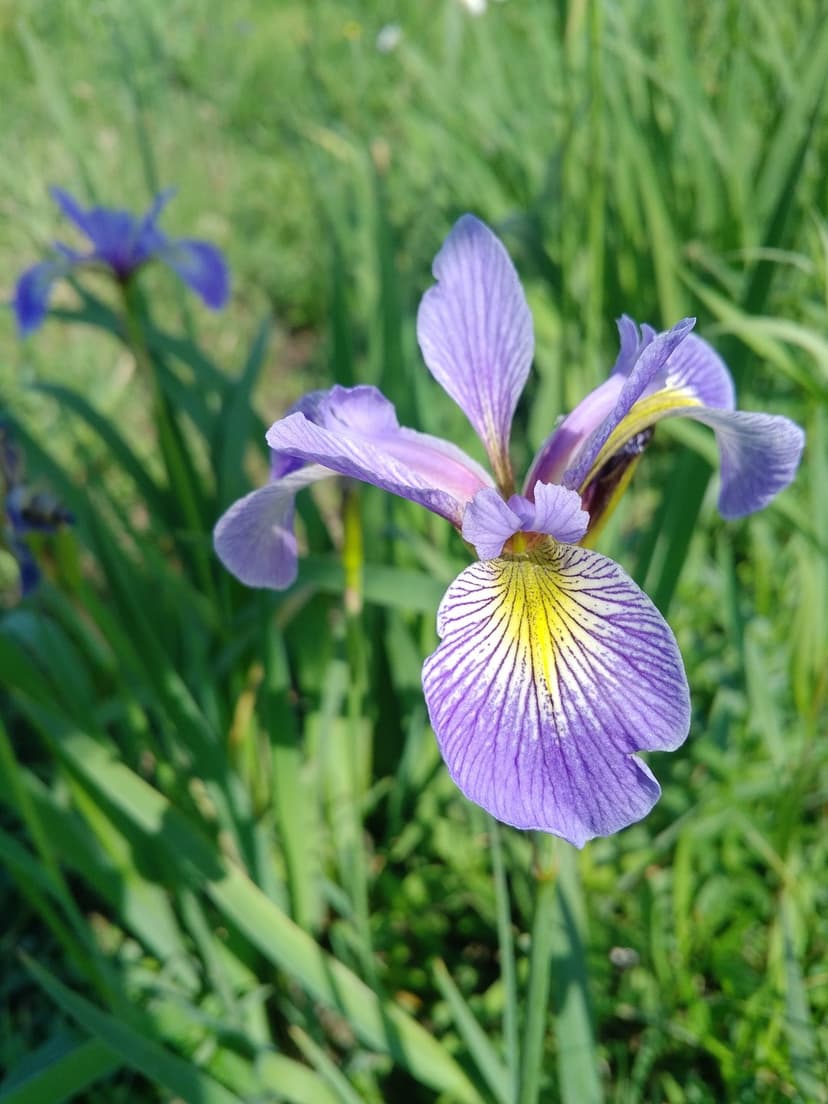 Purple iris flower with yellow petal markings stands in soft green grass under bright natural daylight.