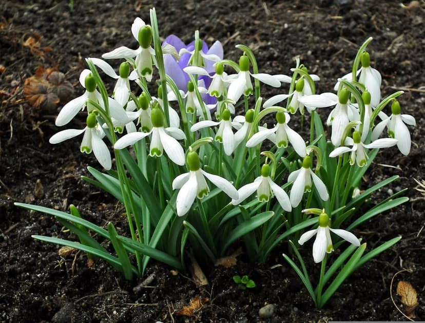 White snowdrop flowers with green stems grow from dark soil beside purple crocuses in bright spring sunlight.