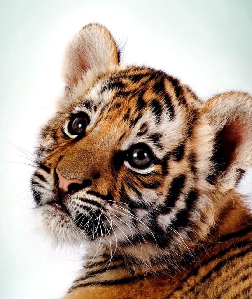 Tiger cub face with orange fur and black stripes looking forward against a solid white background in close-up.