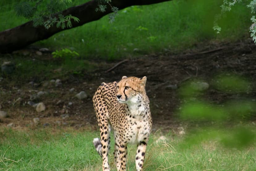 Cheetah with a spotted coat stands alert in a sunlit grassy forest clearing among scattered rocks and green foliage.