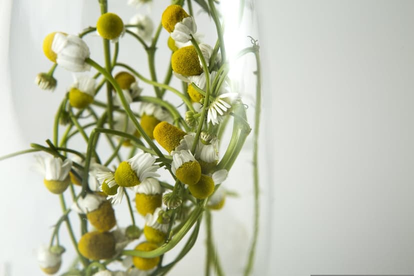 Chamomile flowers with white petals and yellow centers sit inside a clear glass vase under soft, diffused light.