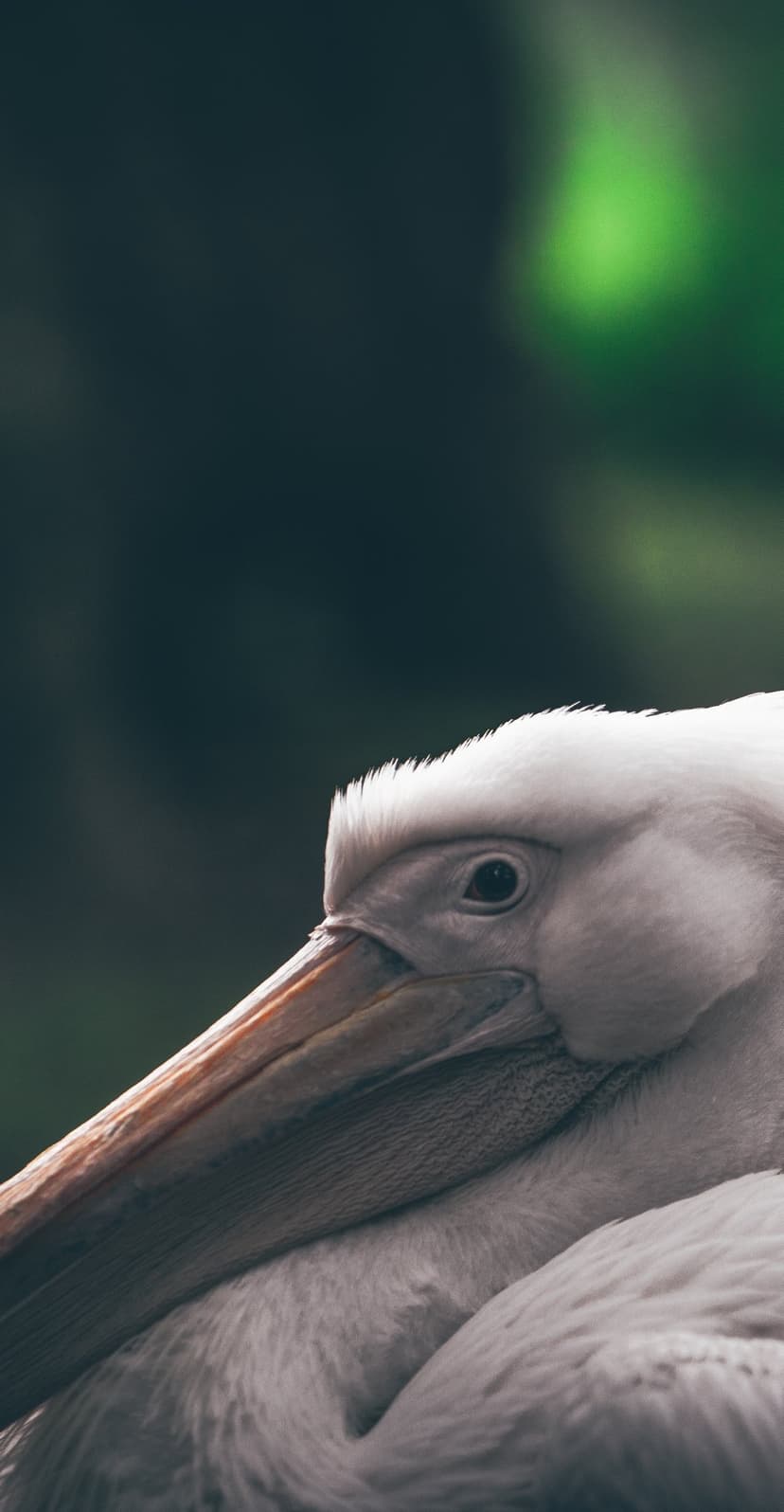 Pelican head and long beak featuring detailed plumage and a sharp eye against a dark blurred background.