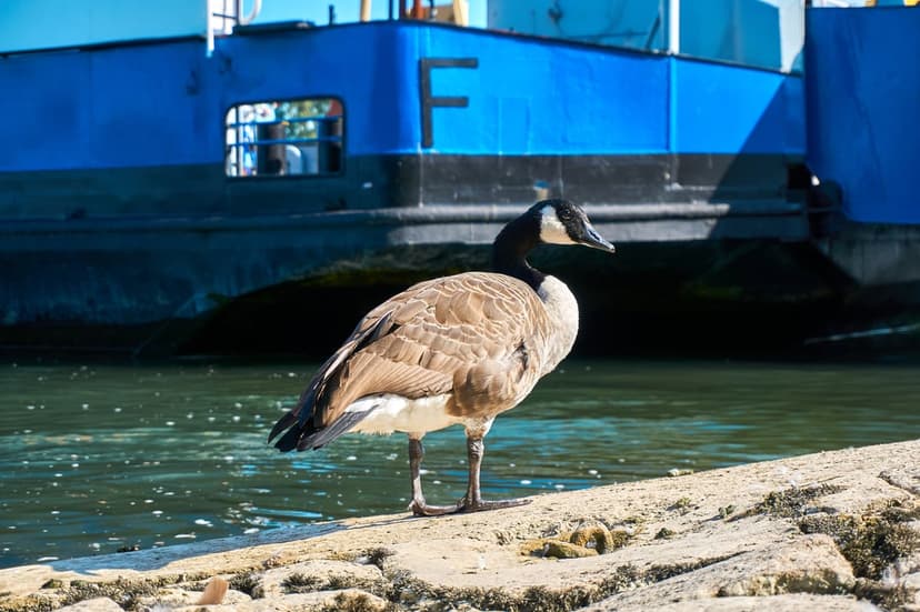 Canadian goose stands on a stone dock next to a blue boat with sunlight reflecting off its hull and calm water.