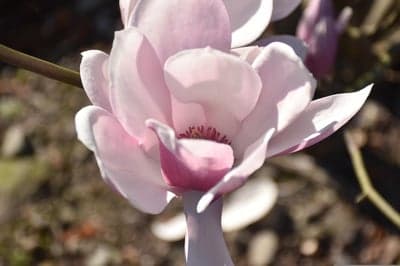 Spring Magnolia Blossom Close-up Phone Wallpaper