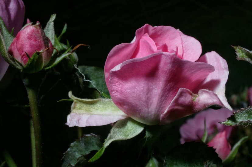 Pink rose buds and a blossoming flower display soft petals and green leaves against a dark, moody background.
