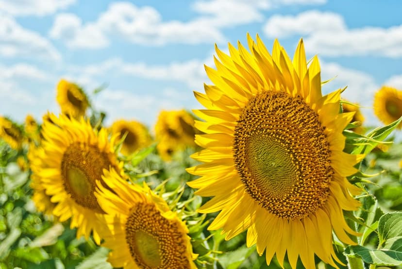 Sunflower heads in a blooming meadow stretch toward a bright blue sky with soft white clouds on a sunny summer day.