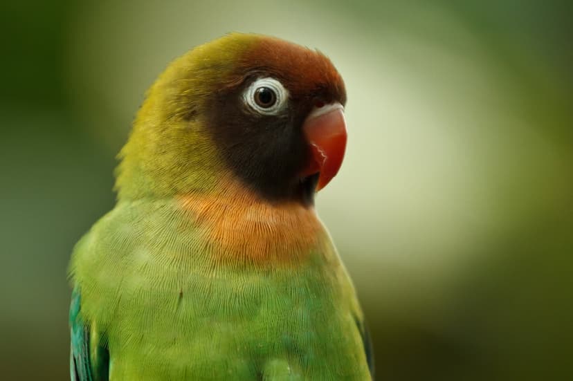 Black-masked lovebird with green feathers, an orange neck, and a red beak looking right on a blurred green background.