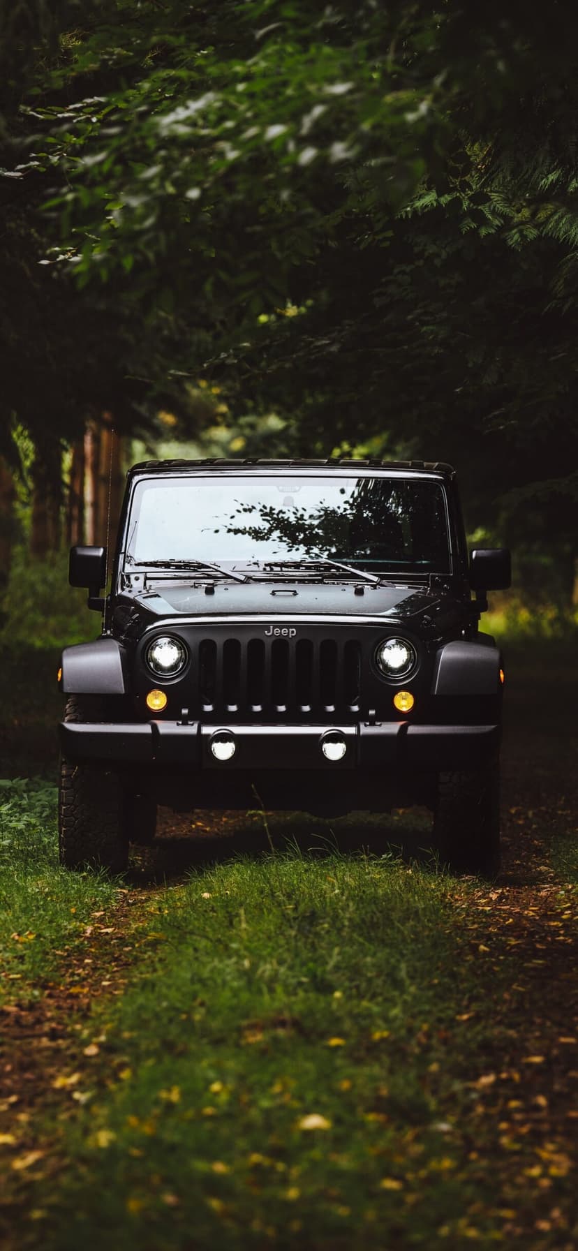 Black Jeep Wrangler front view on a wooded trail with glowing headlights and dense green foliage.