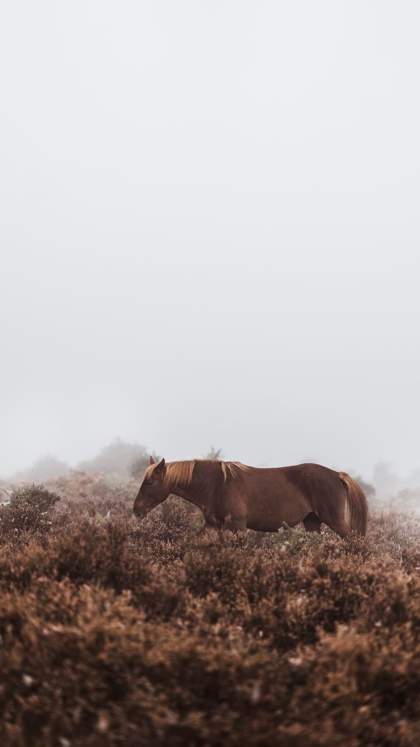 Chestnut horse stands in a vast field of rust-colored shrubs beneath a thick layer of pale, foggy mountain mist.