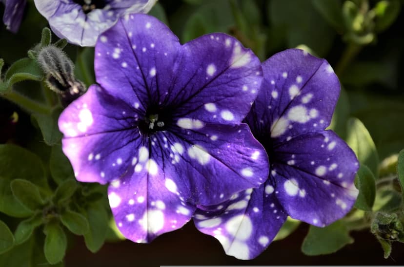 Two purple petunias with white starry speckles bloom against green foliage in a vertical botanical close-up.