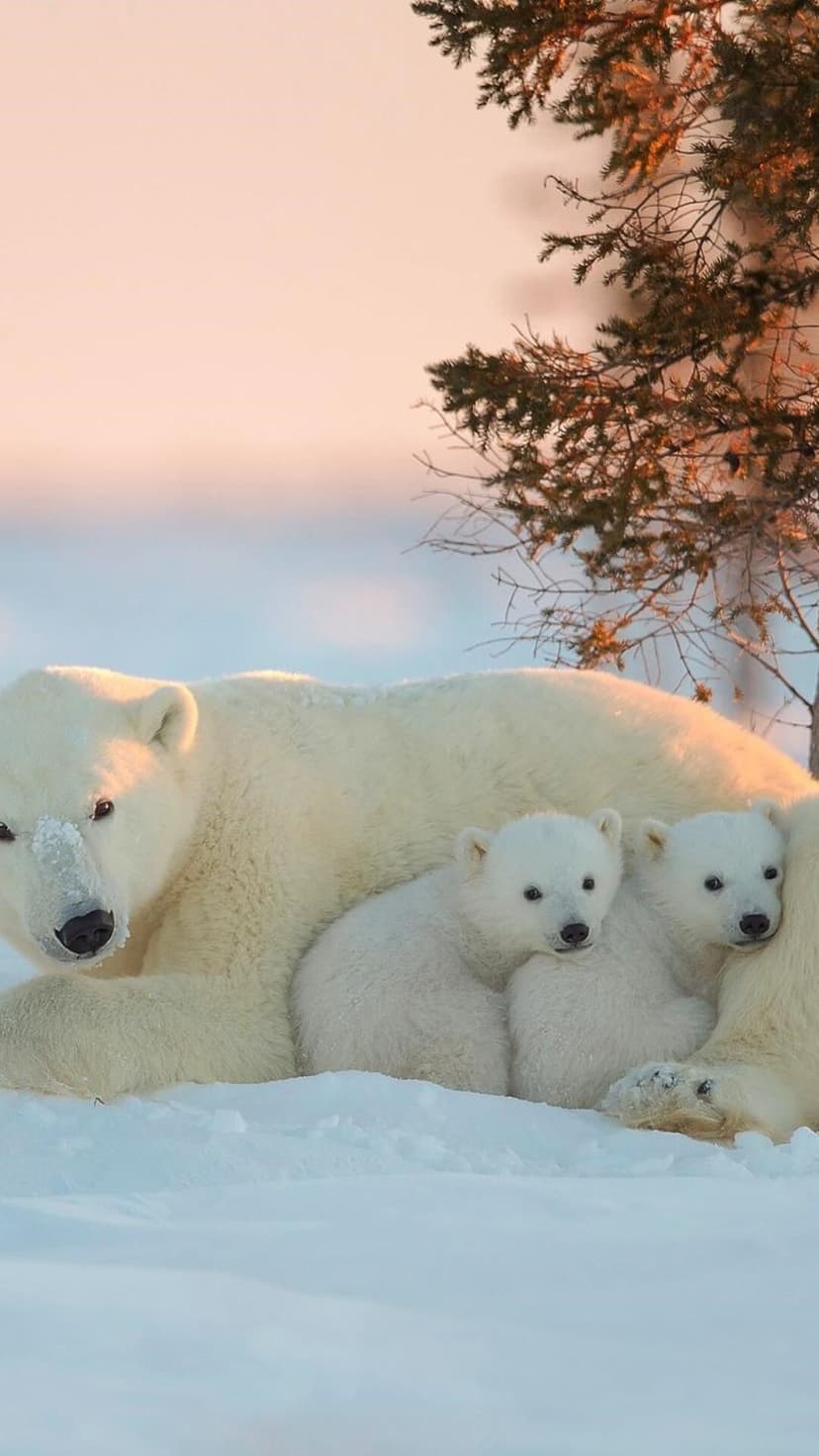Mother polar bear and two small cubs rest together in a snowy Arctic landscape during a soft golden sunrise.