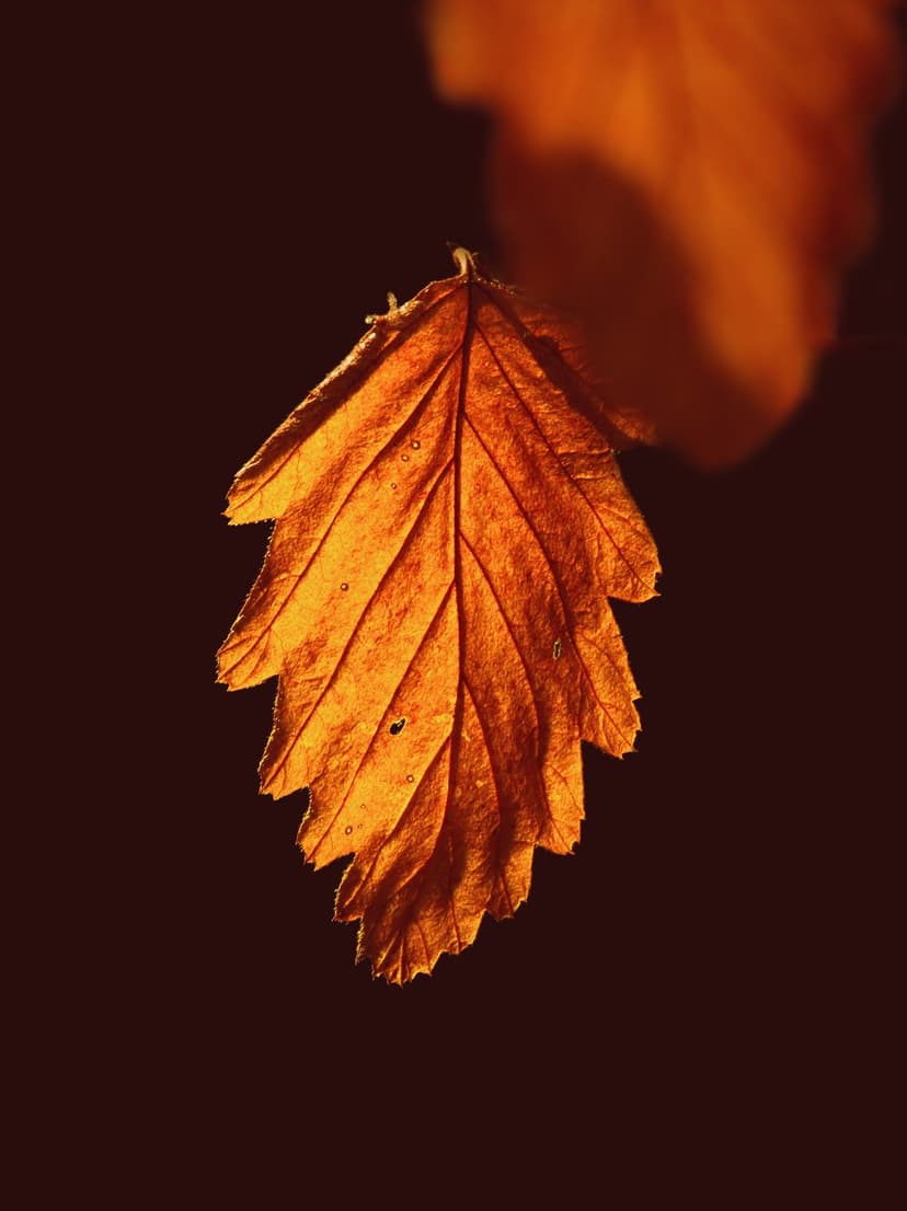 Golden autumn leaf with visible veins glows under bright backlighting against a dark, blurred background.