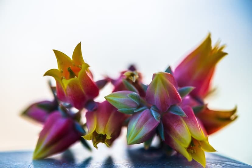 Pink and yellow bell-shaped succulent flowers cluster together against a soft-focus, bright green background.