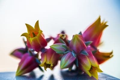 Close-up of Vibrant Pink and Yellow Succulent Flowers
