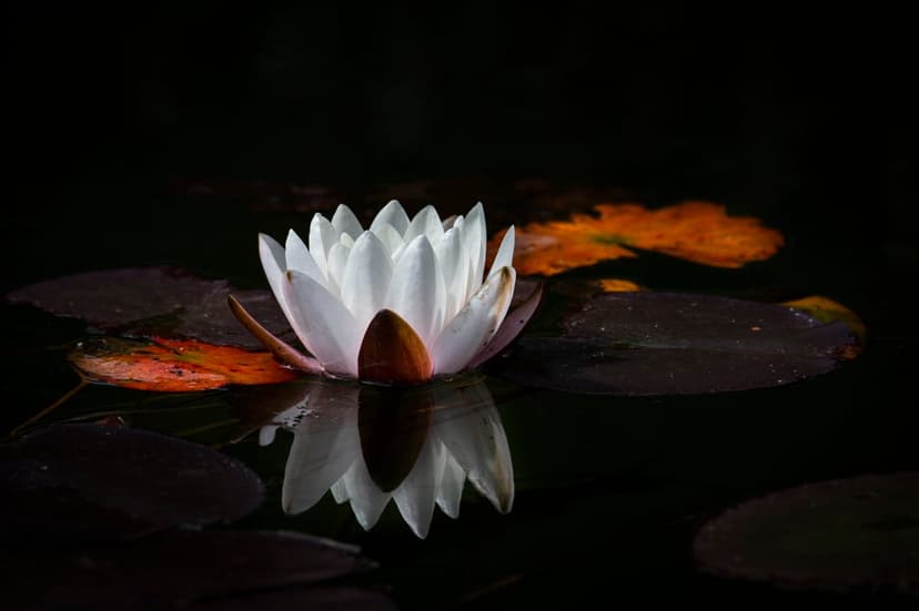 White water lily petals reflect on dark pond water near green lily pads and scattered vibrant orange autumn leaves.