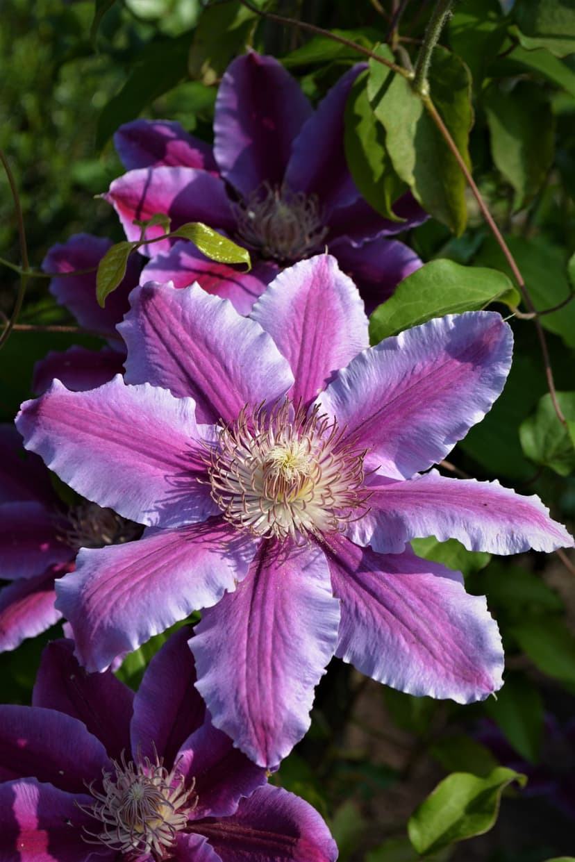 Purple clematis flower with lavender petals and pale stamens against a blurred green leaf background.