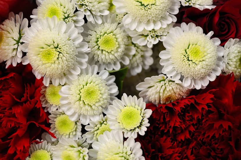 White chrysanthemums with yellow centers cluster among deep red roses in a sharp, detailed macro view.