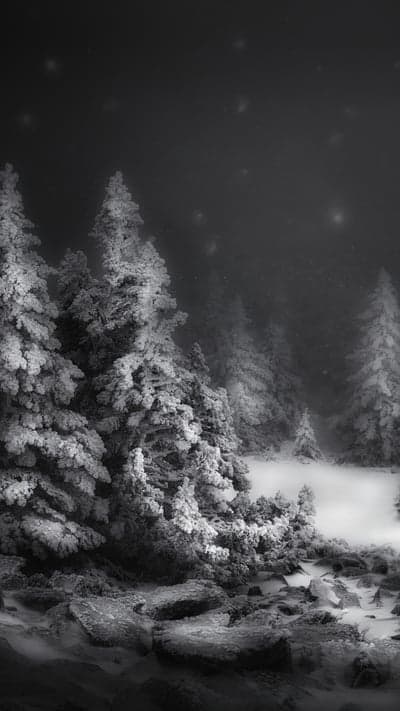 Eerie Winter Night in the Forest
