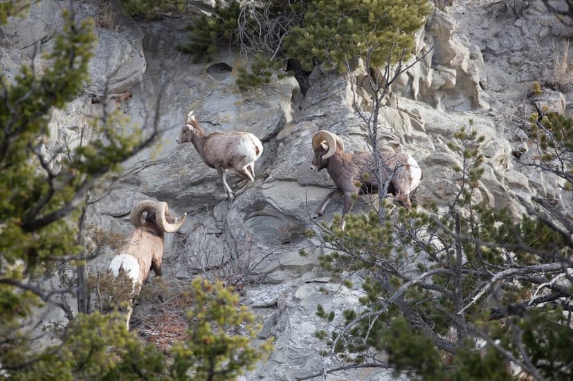 Three bighorn sheep climb a steep, rocky mountainside with evergreen trees during soft morning light.