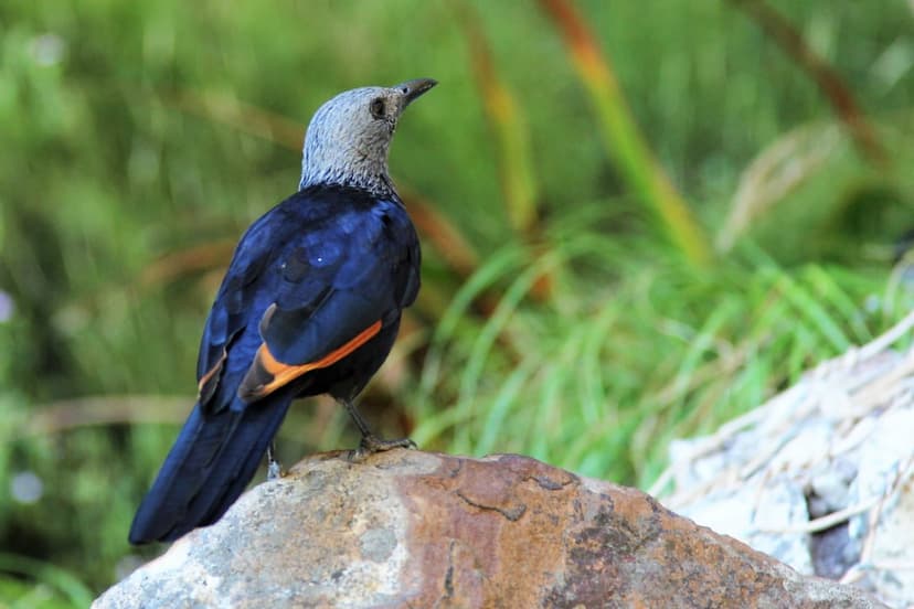Starling with iridescent blue plumage and orange wing accents stands on a textured rock against a green background.