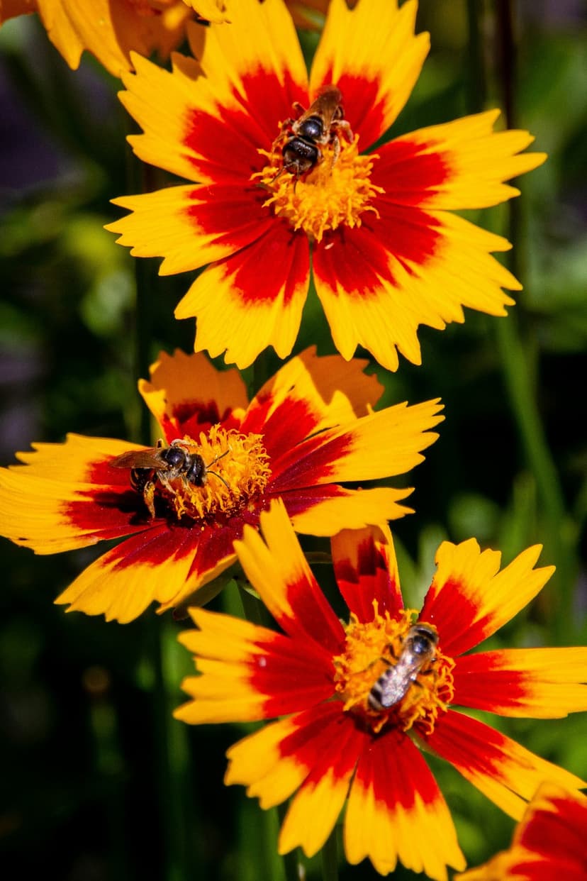 Three honeybees gather nectar on red and yellow Coreopsis petals against a soft green blurred background.