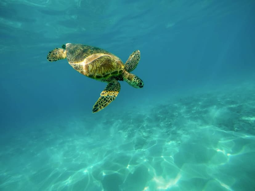 Sea turtle with a patterned shell swimming over a sandy ocean floor as sunlight filters through blue water.