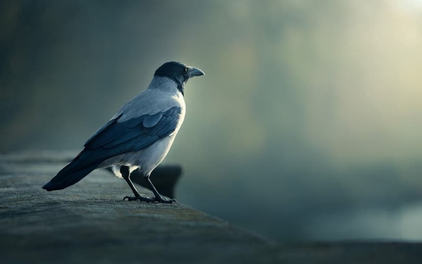 Crow with dark grey feathers perches on a weathered stone ledge surrounded by thick morning fog and soft light.