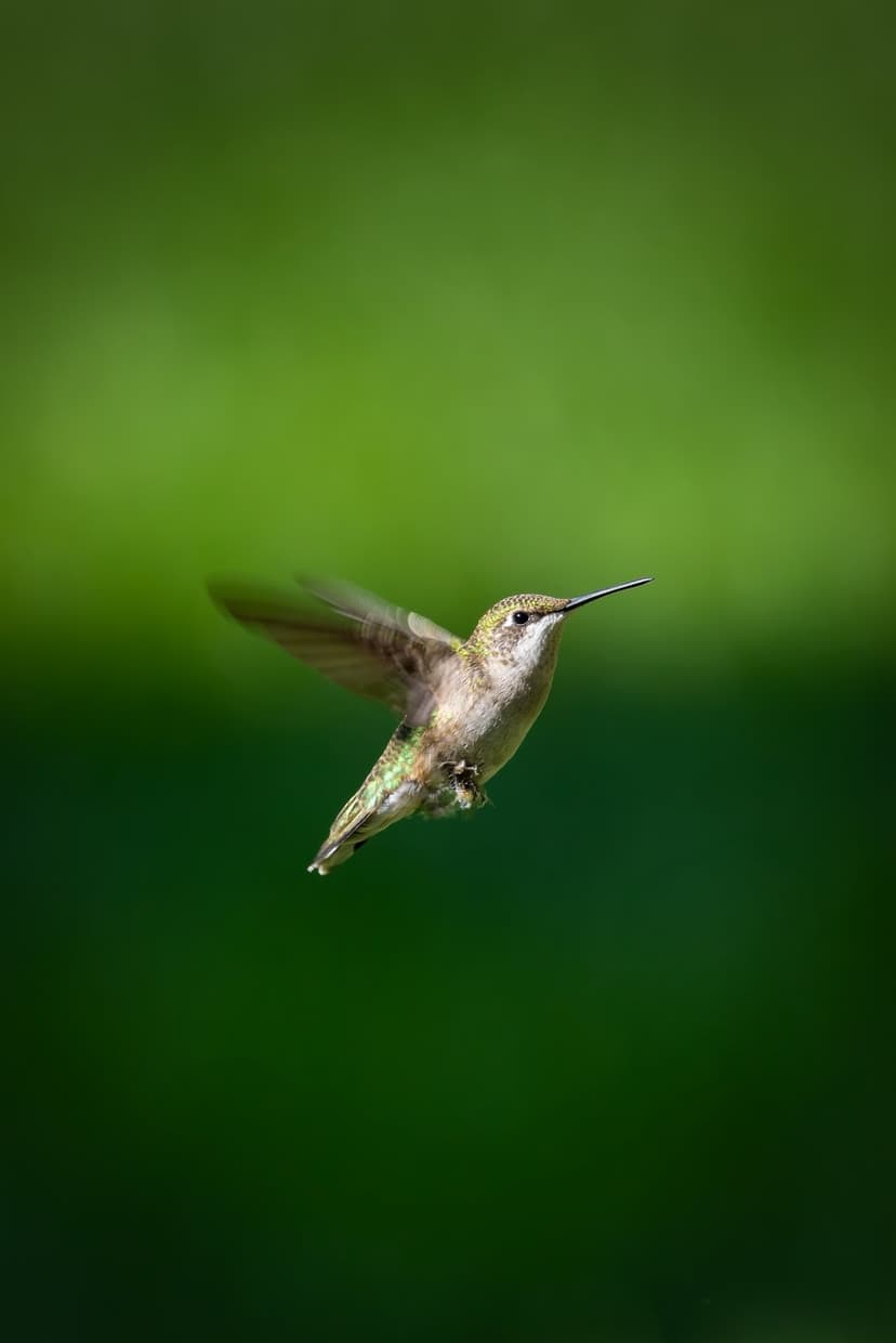 Hummingbird with iridescent feathers hovering in mid-air against a soft-focus, emerald green forest background.