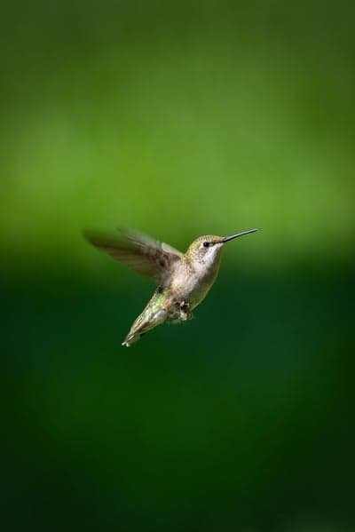 Iridescent Hummingbird Hovering Green Bokeh Phone Backdrop