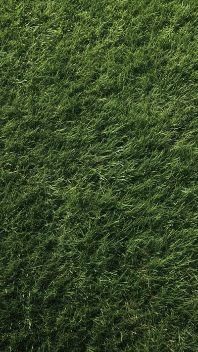 Green Grass Field Top View Natural Texture Background