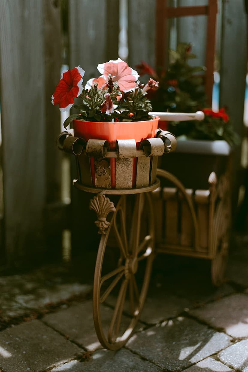 Wrought iron bicycle plant stand holding pink petunias in a terracotta pot against a rustic wooden fence.
