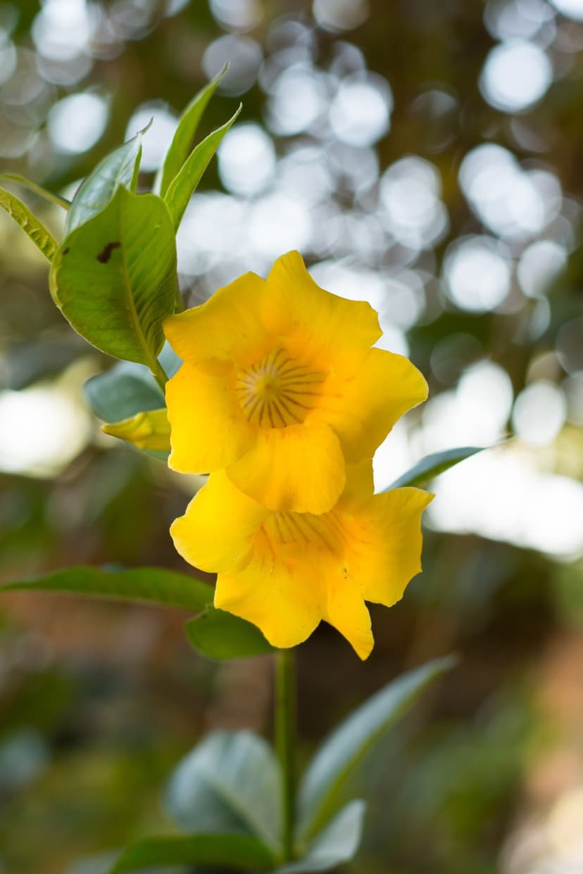 Bright yellow Allamanda blossoms feature delicate petals and green foliage under warm, natural garden sunlight.