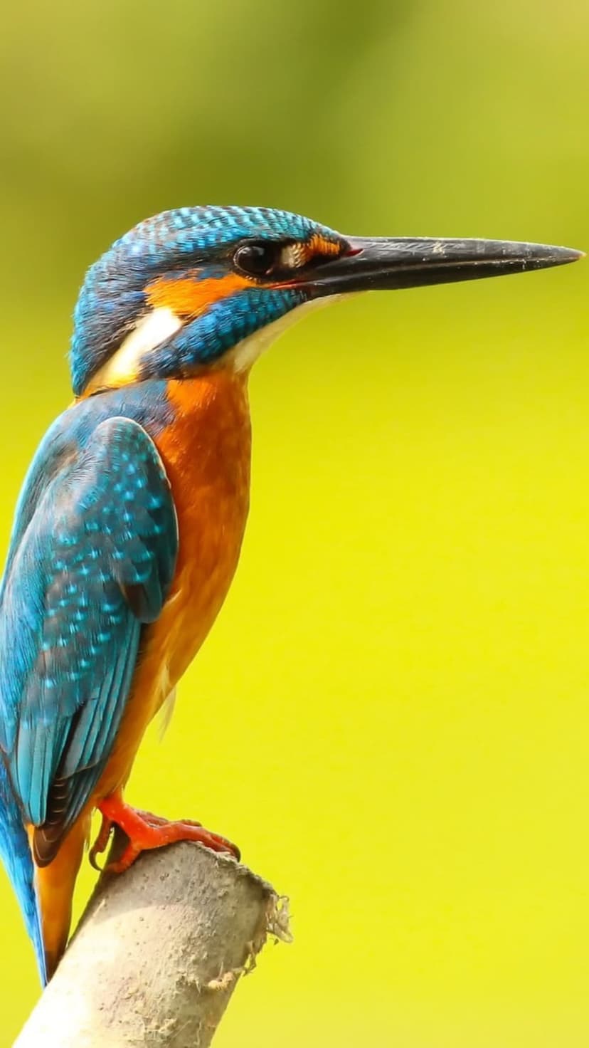 Kingfisher bird with azure wings and orange breast perches on a mossy branch against a vivid yellow backdrop.