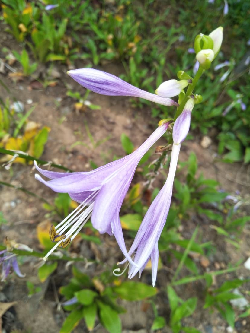 Purple Hosta flowers with long petals and white stamens bloom against a blurred green garden foliage background.