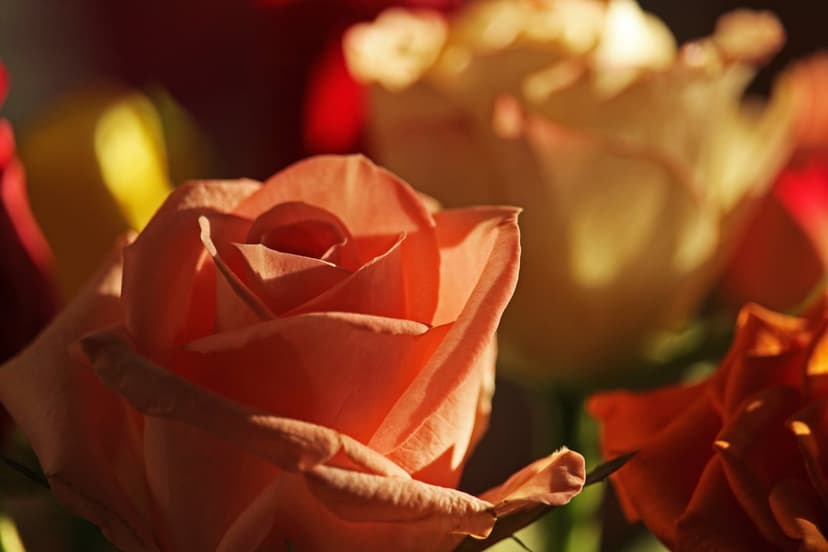 Peach rose petals with soft textures and a warm bokeh background featuring blurry red and yellow garden highlights.
