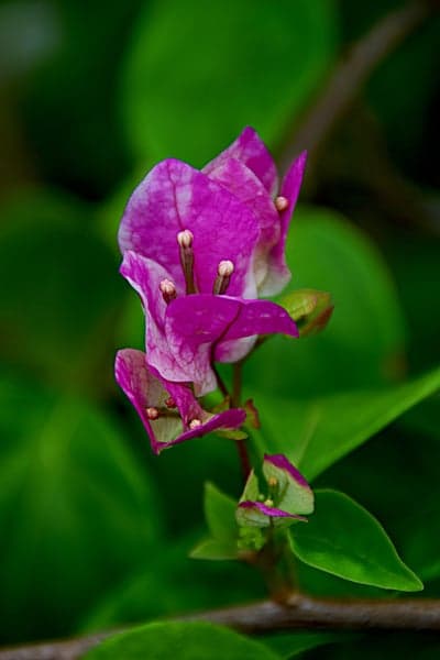 Fuchsia Bougainvillea Bloom Mobile Phone Wallpaper