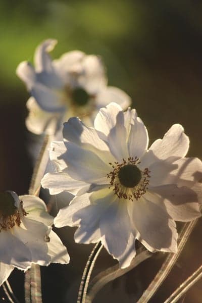 Ethereal White Anemone Sunset Glow Mobile Wallpaper