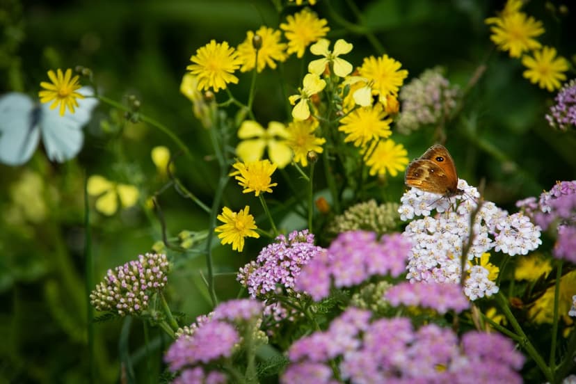 Brown butterfly perched on white blossoms surrounded by soft-focus yellow and pink wildflowers in a sunny meadow.