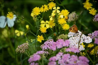 Brown Butterfly on White Meadow Flowers Phone Background