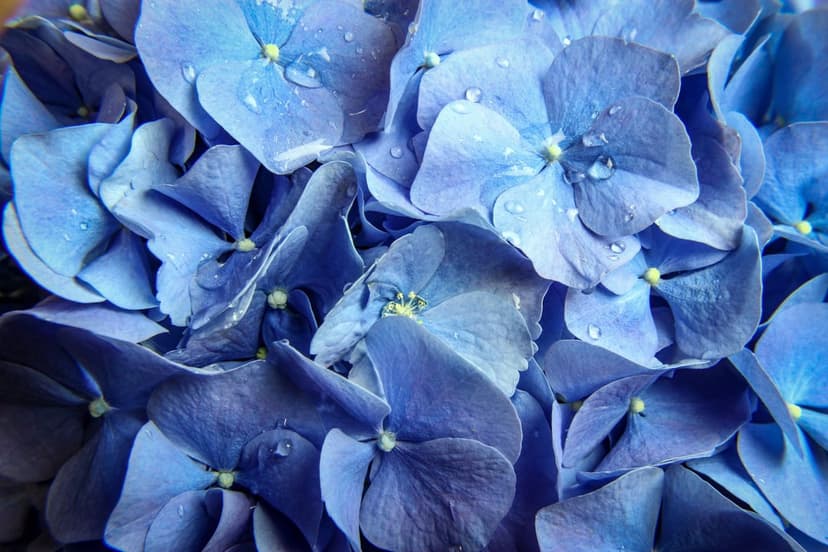 Blue hydrangea blossoms covered in small water droplets feature soft petals and a blurred botanical background.