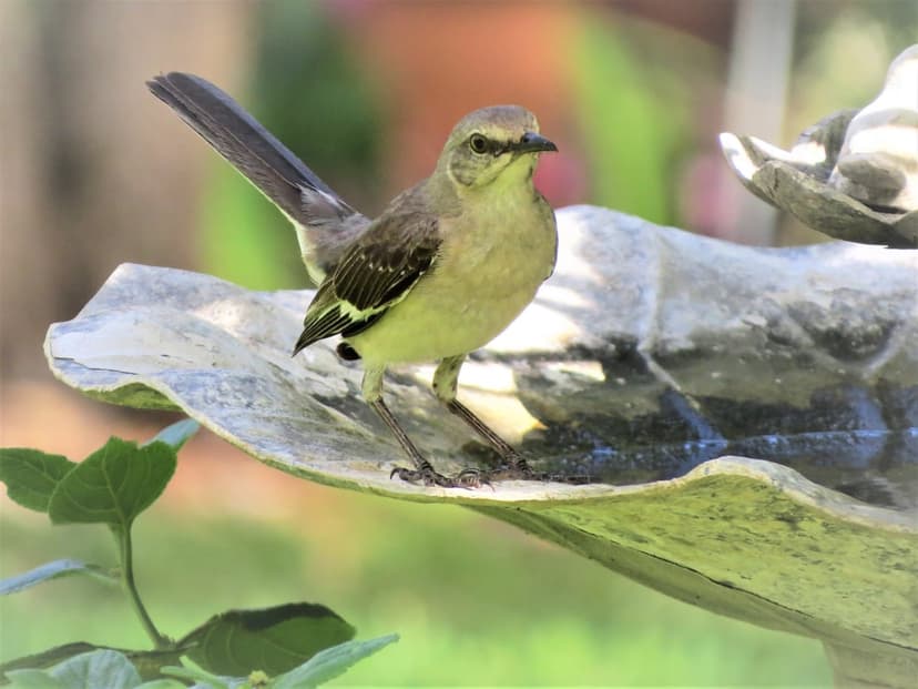 Northern Mockingbird perches on a rough stone bird bath edge with a soft green garden background in sharp focus.
