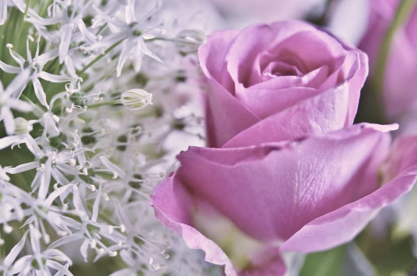 Pink rose petals and white allium blossoms feature soft focus and shallow depth of field in a vertical floral view.