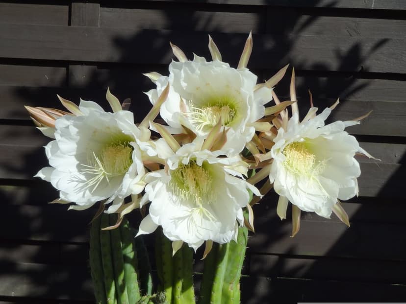 White cactus flowers with yellow centers bloom against a dark, grained wooden surface in a vertical macro shot.