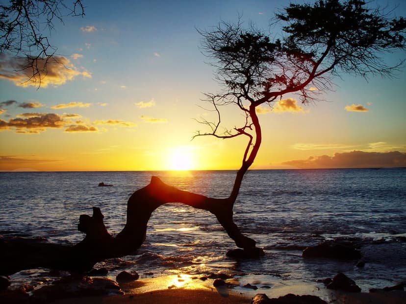 Gnarled tree silhouette in the foreground with a vibrant orange sunset over a calm ocean and clear horizon.