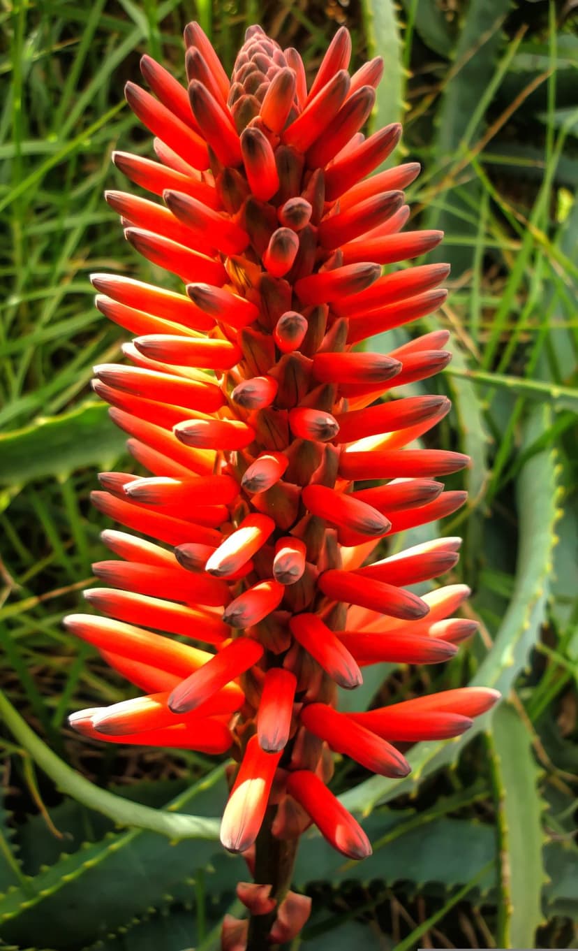 Red Aloe Vera flower spike with tubular florets and dark tips standing against a blurred green background.