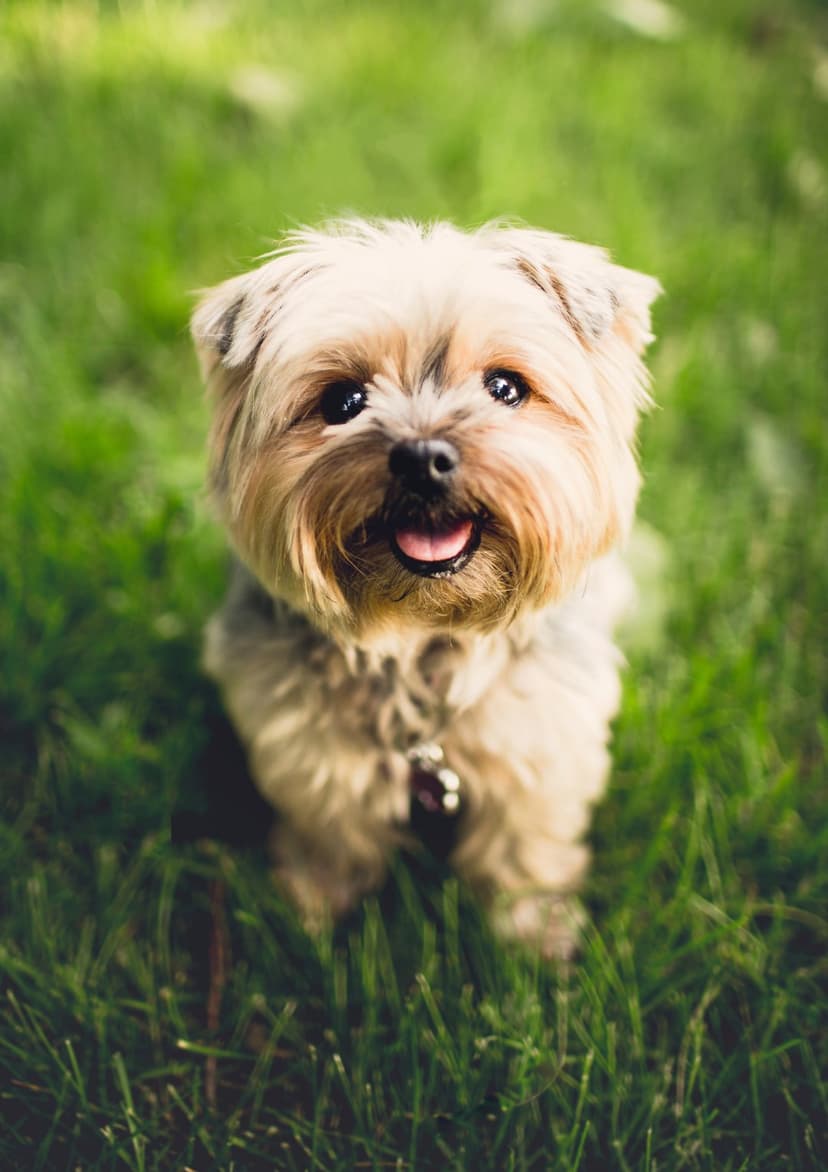 Yorkshire Terrier dog with tan and gray fur sitting in green grass, looking up with a happy panting expression.