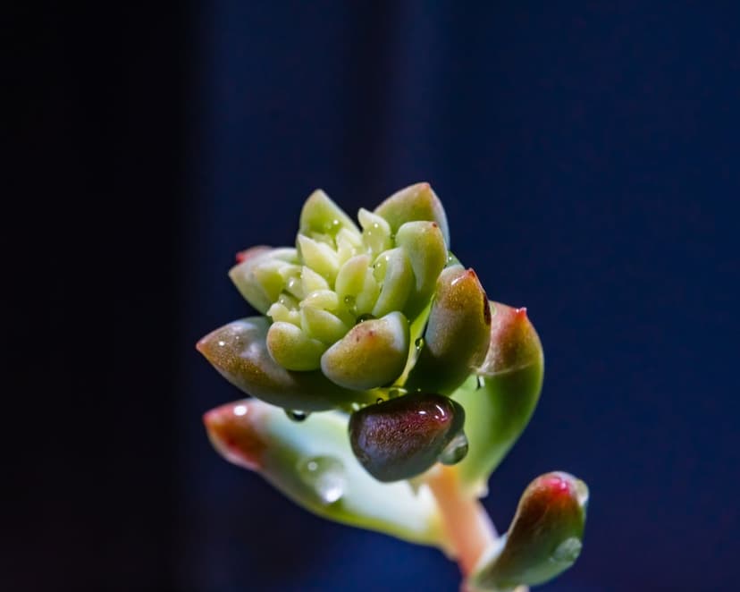 Green succulent leaves covered in clear water droplets against a dark, out-of-focus background in macro detail.