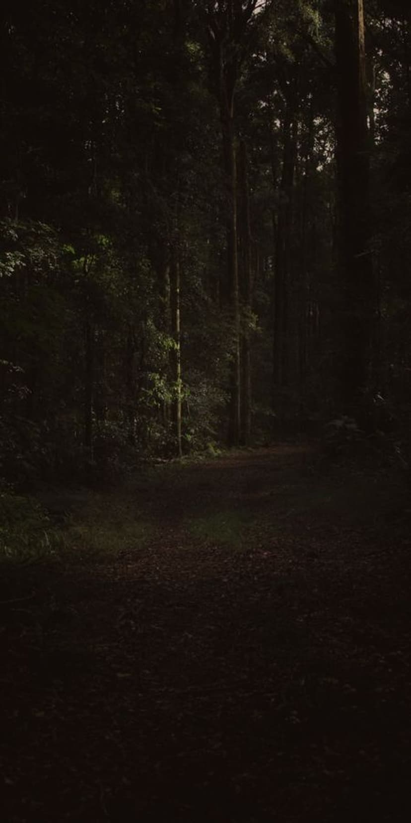 Winding dirt path through a dense forest with tall green trees and soft dappled sunlight hitting the ground.